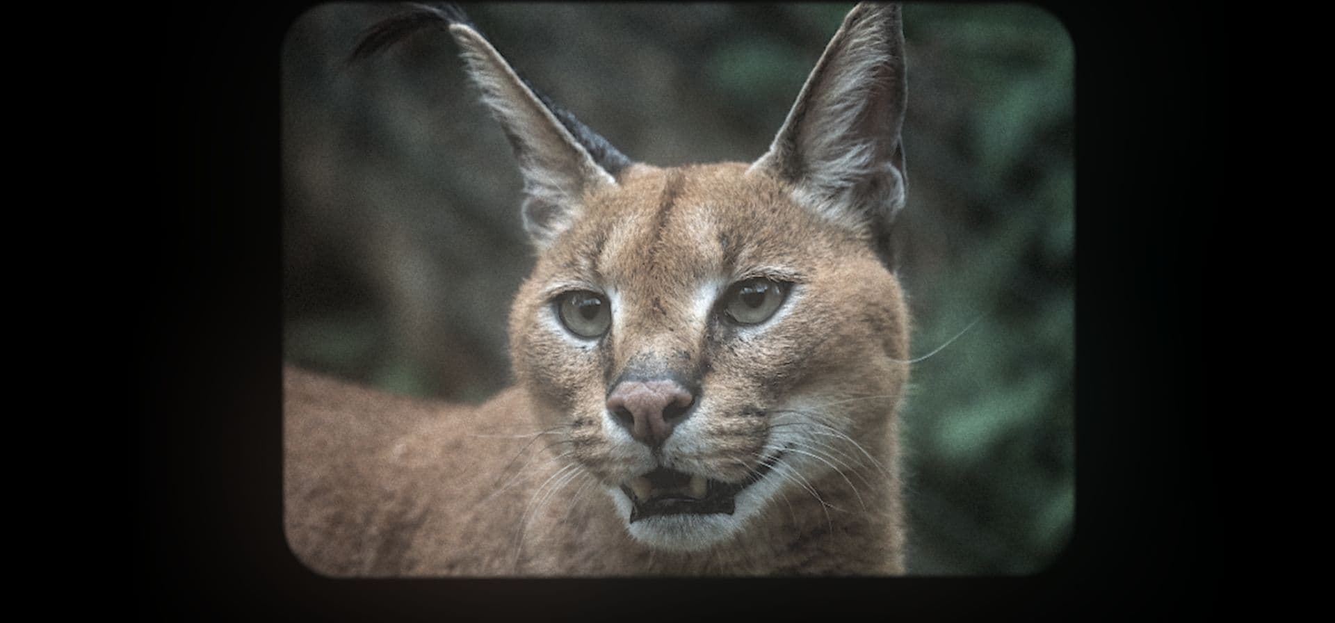A caracal looking into the camera